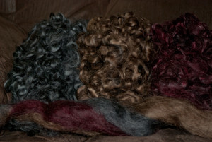 Sheep: "Haley" a Lincoln Wool from Crosswind Farm in Webberville, MI www.crosswindfarm.com
Stunning metallic coloring.12 oz total (4 oz each) $24.00